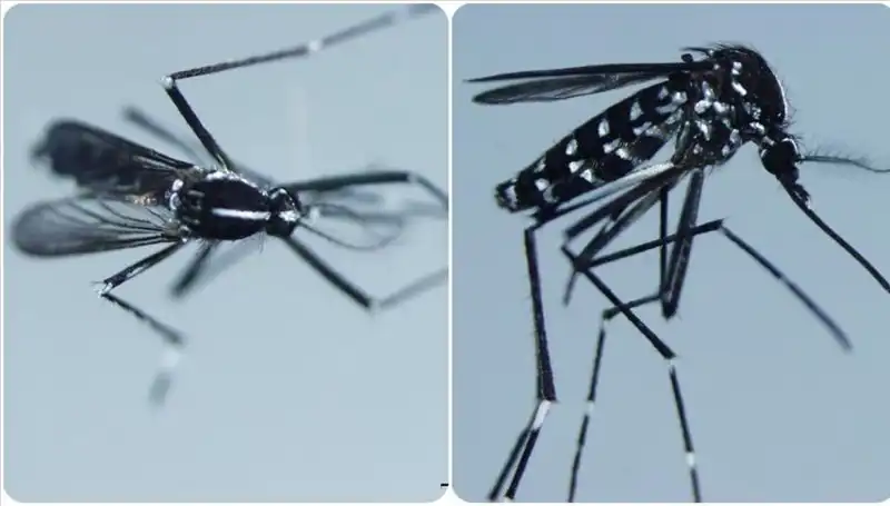 Chikungunya Virusü: Belirtiler ve Etkili Ülkelerle İlgili Bilgiler