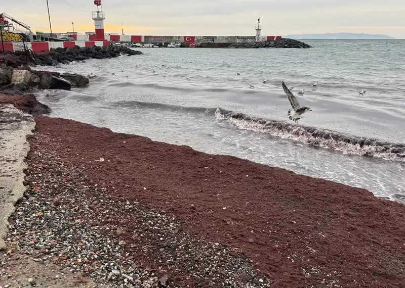Tekirdağ Sahillerinde Görkemli Kırmızı Renk Şovu: Doğanın Büyüsü