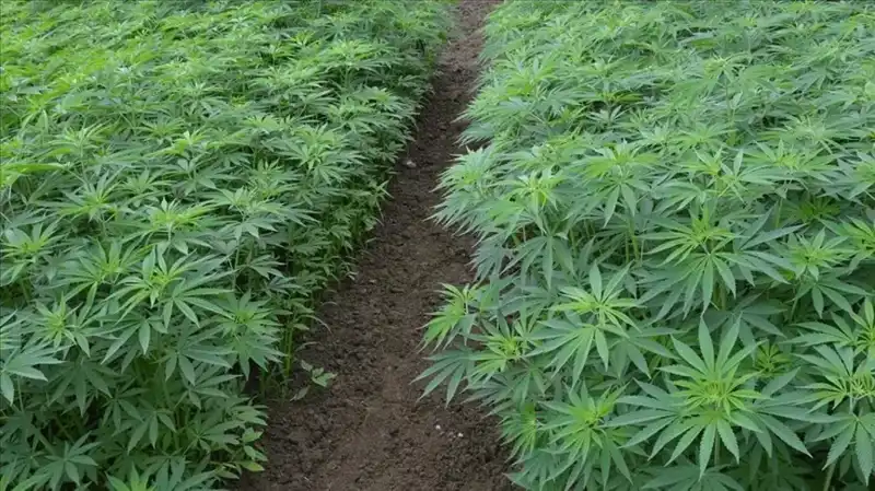 Türkiye'de Kenevir Yetiştiriciliğinde Tarihi Adım: 21 İl İçin Onay Verildi!