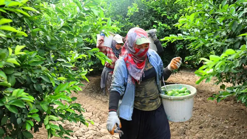 Market Fiyatları Yükselirken, Yeni Hasat Umut Vaadediyor