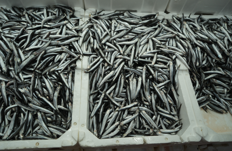 Türkiye İhracatında Zirve: Avrupa'nın Kalbine Kargo Gönderimi